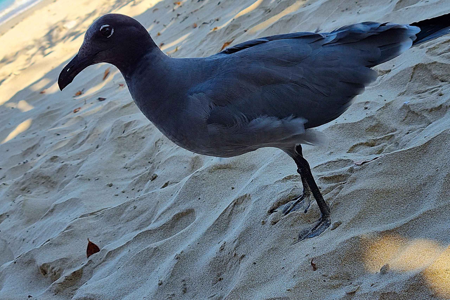 Галапагосские острова: роскошь и природа, тур премиум-класса 4 дня/3 ночи