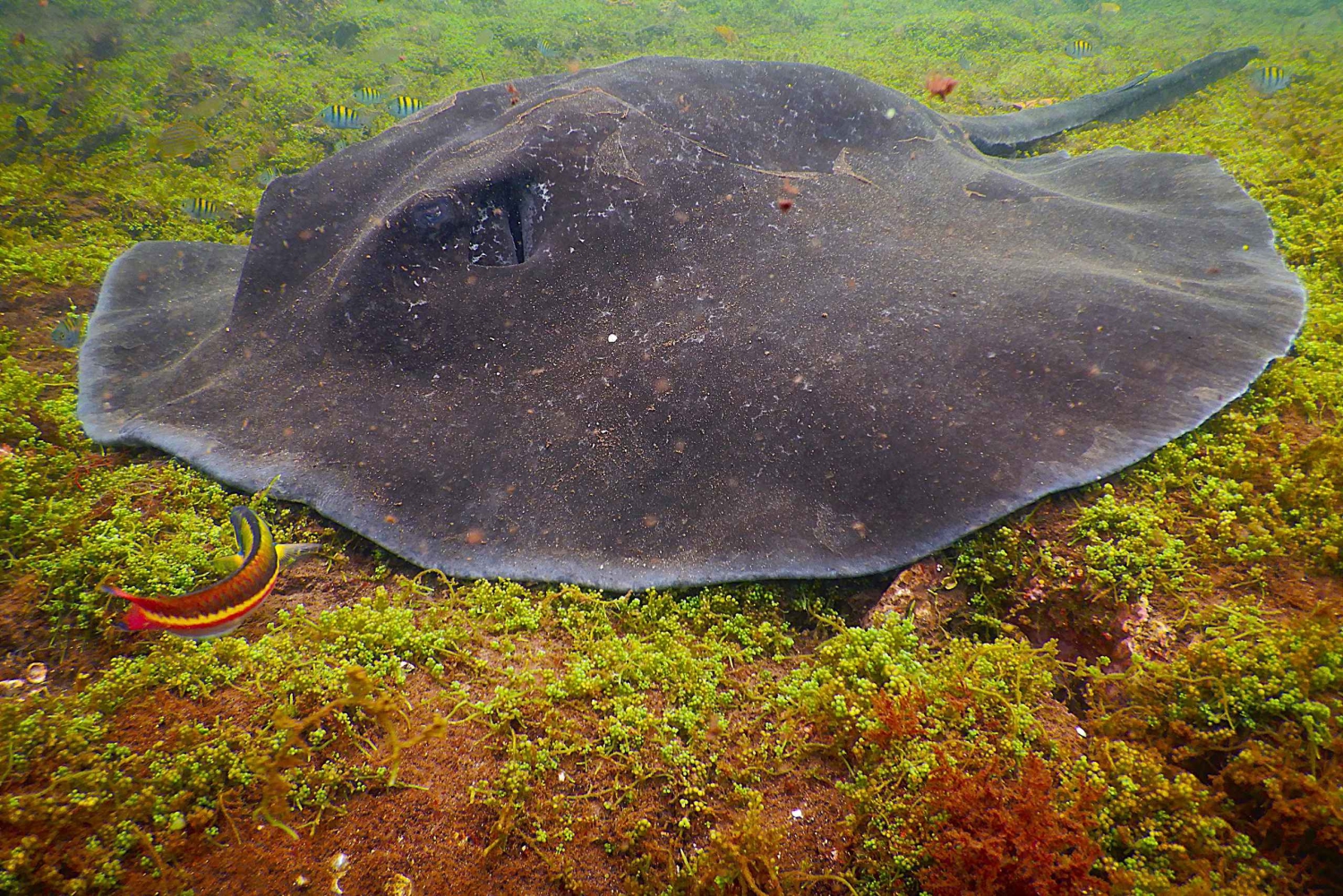 Галапагосские острова: роскошь и природа, тур премиум-класса 4 дня/3 ночи