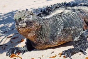 Galápagos : circuit haut de gamme 4 jours/3 nuits