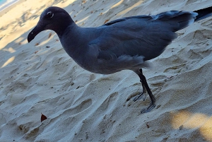 Галапагосские острова: роскошь и природа, тур премиум-класса 4 дня/3 ночи