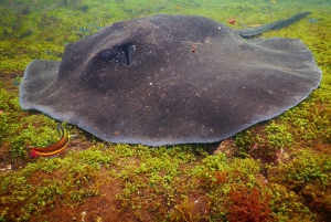 Галапагосские острова: роскошь и природа, тур премиум-класса 4 дня/3 ночи