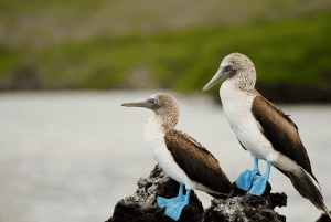 Galapagos Outdoors 9-daagse tour