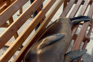 Galapagos Pinzon Private Yacht Day Tour