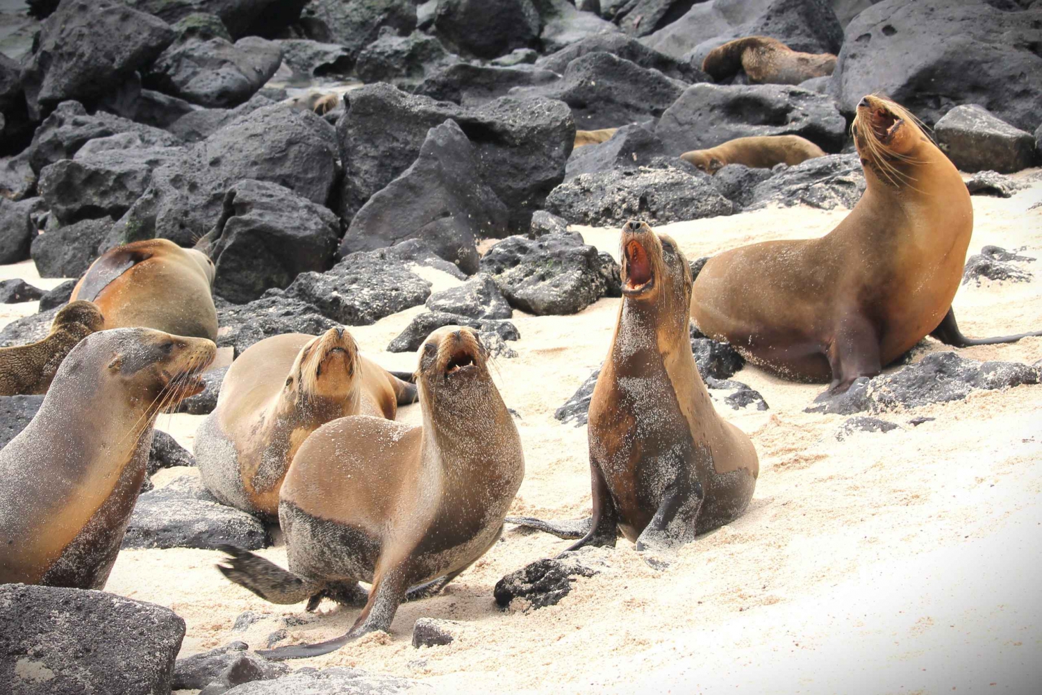 Galapagos: San Cristobalin saari 4 päivän retki