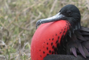 Galapagos: San Cristobal Island 4-tägige Tour