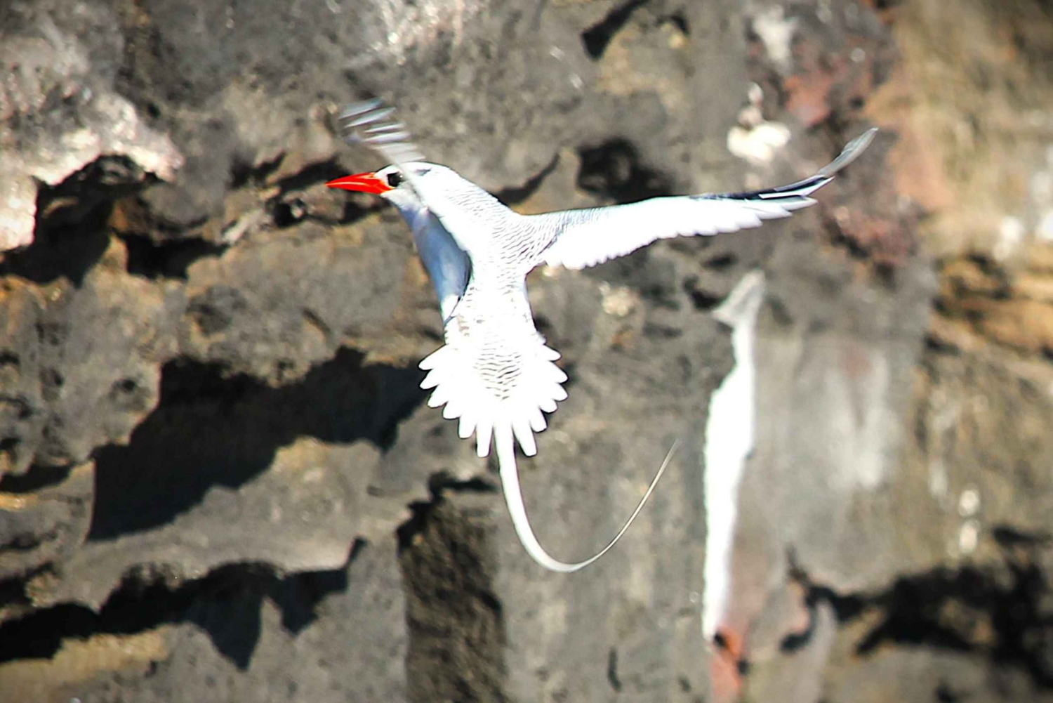 Galapagos: 4-dagars rundtur på ön San Cristobal