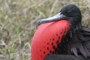 Galapagos: 4-dagars rundtur på ön San Cristobal