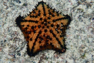 Galápagossaaret: Pyöräile San Cristóbalin saarella ja uimassa