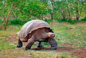 Galapagos: Besøg på Charles Darwin Research Station på Santa Cruz
