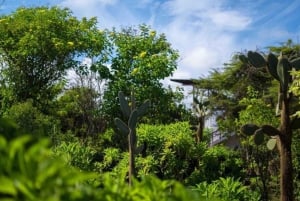 Galapagos: Besøg på Charles Darwin Research Station på Santa Cruz