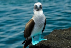 Galapagos: Santa Cruz, rejs po zatoce + Las Grietas