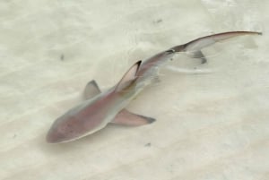 Galápagos: Santa Cruz, Navigable Bay Tour + Las Grietas