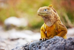 Galápagos: Santa Cruz, Navigable Bay Tour + Las Grietas