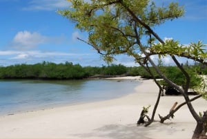 Galápagos: Santa Cruz, Navigable Bay Tour + Las Grietas