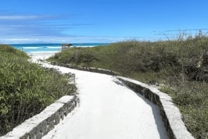 Galápagos – Santa Cruz: Guidet tur til Tortuga-bukten