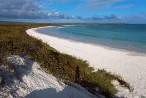 Galápagos – Santa Cruz: Guidet tur til Tortuga-bukten