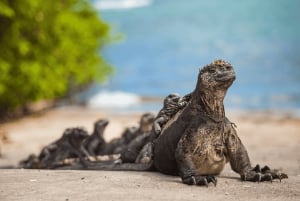 Galápagos – Santa Cruz: Guidet tur til Tortuga-bukten