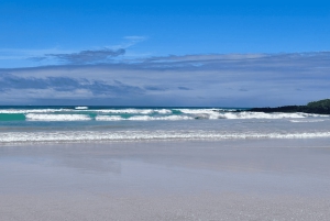 Galápagos – Santa Cruz: Guidet tur til Tortuga-bukten