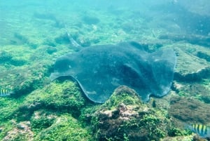 Galapagos Tunnels:Snorkel with Sharks,seahorse & sea turtles