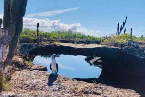 Galapagos Tunnels:Snorkel with Sharks,seahorse & sea turtles