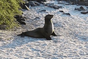 Giant Tortoises, Lava Tunnels, & Tortuga Bay Beach Day Tour