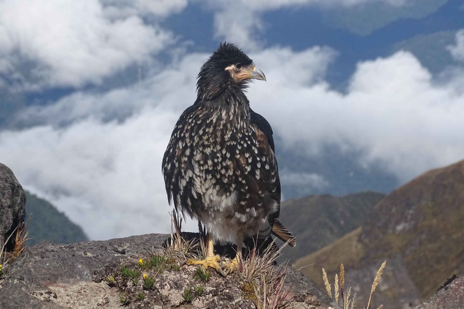 Guagua Pichincha: Trekking lub wspinaczka na aktywny wulkan! En/Deu/Es