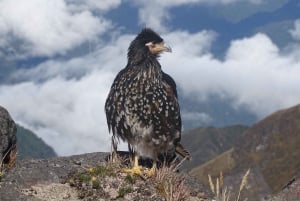 Guagua Pichincha: Trekking lub wspinaczka na aktywny wulkan! En/Deu/Es