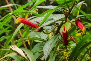 Guagua Pichincha: Trekking lub wspinaczka na aktywny wulkan! En/Deu/Es
