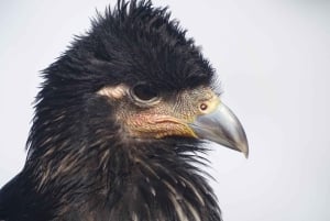 Guagua Pichincha: Trekking lub wspinaczka na aktywny wulkan! En/Deu/Es