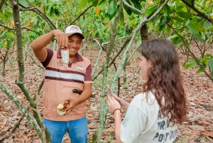 Guayaquil 2 días a Bosque nublado y Finca de cacao con alojamiento