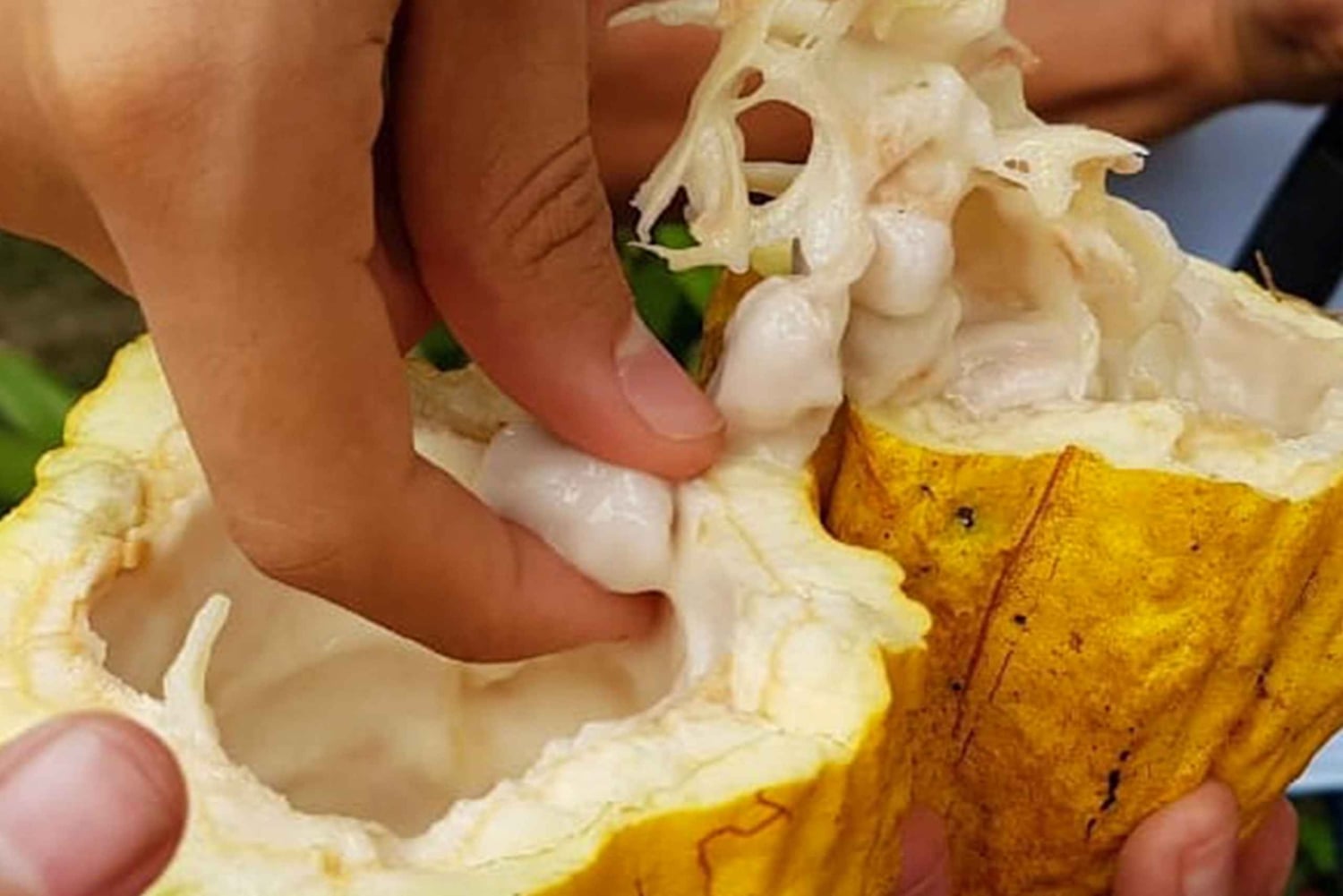 Guayaquil: excursão à fazenda de cacau com fabricação de chocolate e almoço