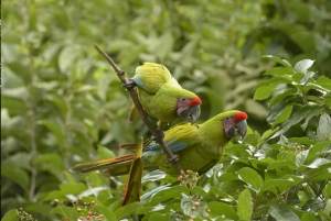 غواياكيل: جولة إرشادية في غابة سيرو بلانكو المحمية