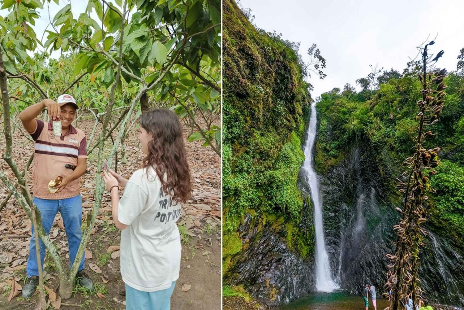 جولة في غابة غواياكيل السحابية ومزرعة الكاكاو والغداء