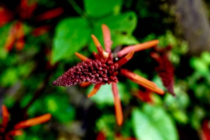 Tour e pranzo della foresta pluviale di Guayaquil e della fattoria del cacao