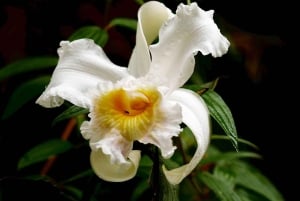 جولة في غابة غواياكيل السحابية ومزرعة الكاكاو والغداء