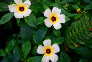 Guayaquil: Cloud Forest, Hiking & Canyoning Full Day Tour