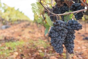 Guayaquil : visite du vignoble Dos Hemisferios avec déjeuner (partagé)