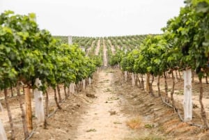 Guayaquil : visite du vignoble Dos Hemisferios avec déjeuner (partagé)