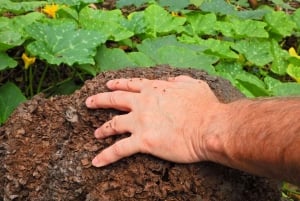 Guayaquil: Episk oplevelse med kakaofarm og byrundvisning