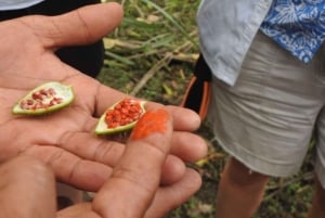 Guayaquil: Episk oplevelse med kakaofarm og byrundvisning