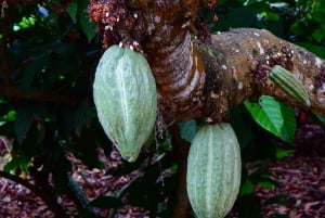 Guayaquil: Experiencia épica en una granja de cacao y tour de la ciudad