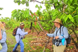 غواياكيل: تجربة رائعة في مزرعة الكاكاو وجولة في المدينة