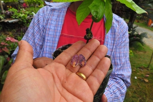 غواياكيل: تجربة رائعة في مزرعة الكاكاو وجولة في المدينة