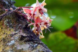 غواياكيل: تجربة رائعة في مزرعة الكاكاو وجولة في المدينة