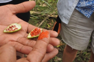 غواياكيل: تجربة رائعة في مزرعة الكاكاو وجولة في المدينة
