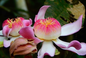 غواياكيل: تجربة رائعة في مزرعة الكاكاو وجولة في المدينة