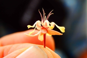 غواياكيل: تجربة رائعة في مزرعة الكاكاو وجولة في المدينة