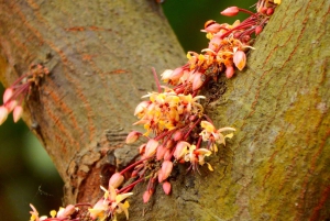 غواياكيل: تجربة رائعة في مزرعة الكاكاو وجولة في المدينة
