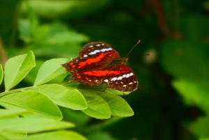 غواياكيل: تجربة رائعة في مزرعة الكاكاو وجولة في المدينة