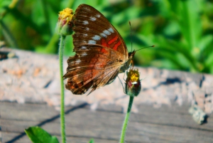غواياكيل: تجربة رائعة في مزرعة الكاكاو وجولة في المدينة